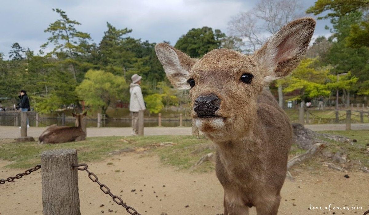 Nara Park 1200x700